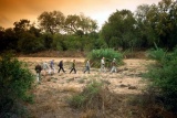 Walking Safari, Balule Private Reserve, Greater Kruger