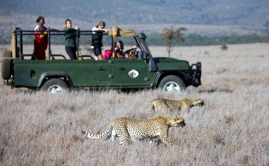 Sirikoi cheetah on game drive Cheetah on Sirikoi game drive