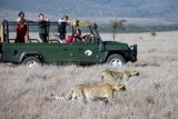 Cheetah on Sirikoi game drive