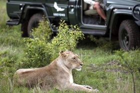 Lion on game drive, Phinda Private Reserve