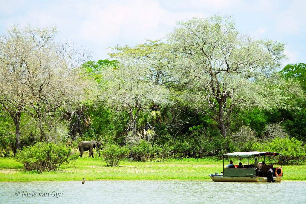 Rufiji River Camp - Elephant Viewing by Boat Game Viewing by By Boat, Rufiji River Camp