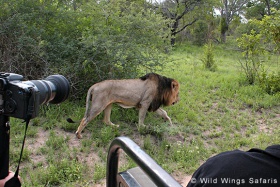 Open vehicle game drives, Kruger National Park