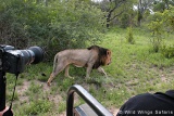 Open vehicle game drives, Kruger National Park