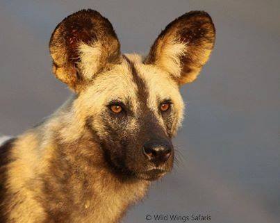 Wild dog Kwando Safari