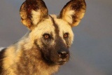 Kwando Safari
