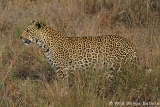 Leopard in the Kruger Park