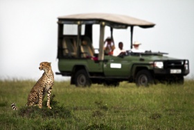 Game drive, Maasai Mara plains, Kenya
