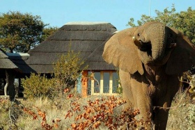 Rhulani Lodge's elephant visitor, Madikwe