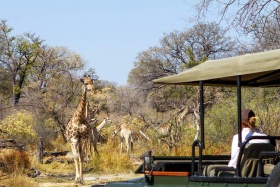 Game Drive, Camp Moremi