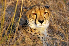 Cheetah at sunset, phinda game reserve