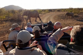 Elephants crossing on game drive at Tuninig