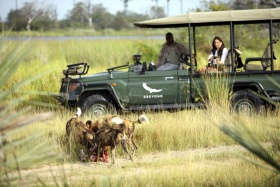Wild dogs on game drive, Nxabega Okavango Tented Camp