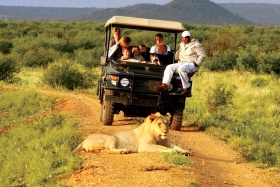 Lion on game drive, madikwe hills