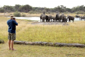 Elephant visitors at The Hide