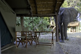 Flatdogs elephant in camp