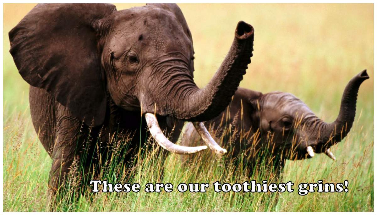Toothy smiles ... by Toothy smiles ... by