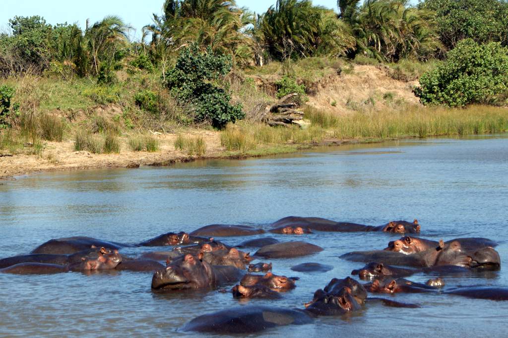 Greater St. Lucia, Hippo pod by Greater St. Lucia, Hippo pod by