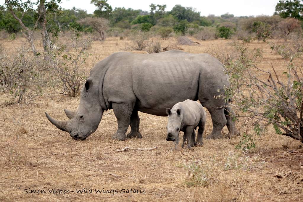 Rhino and calf by Simon Vegter Rhino and calf by Simon Vegter