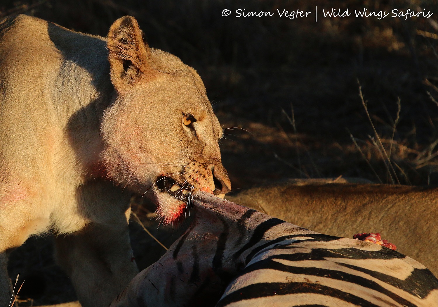 Lion kill at Madikwe by Lion kill at Madikwe by