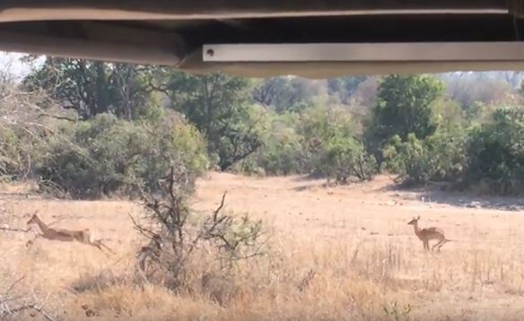 Impala leopard video by Impala leopard video by