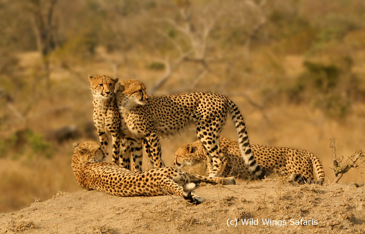 Cheetahs by Cheetahs by