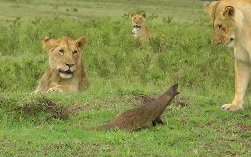 Mongoose vs lions by Mongoose vs lions by