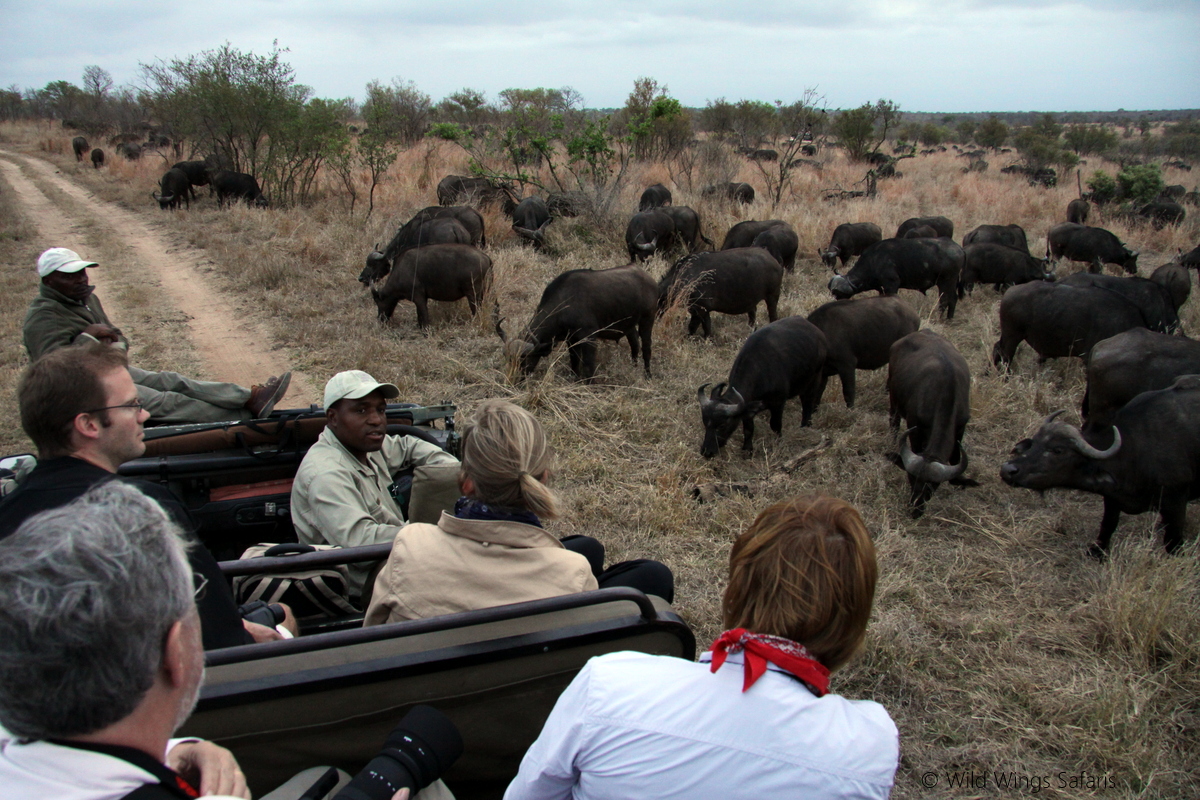 Buffalo herd by Buffalo herd by