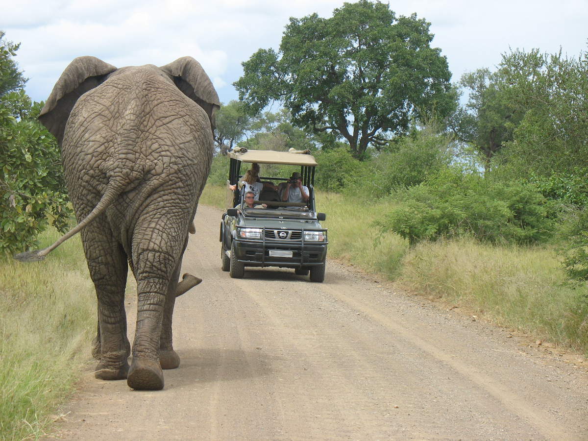 What's the key to a great safari? by What's the key to a great safari? by