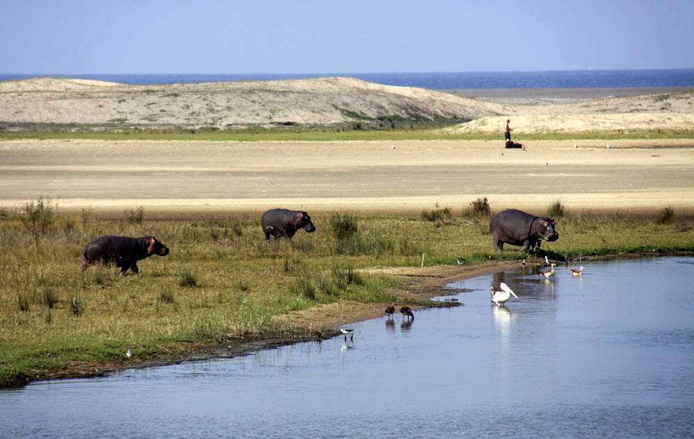 iSimangaliso Wetland Park | Northern KwaZulu-Natal