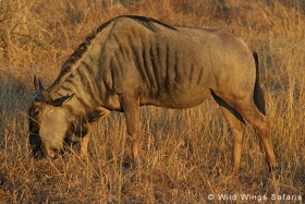 Wildebeest